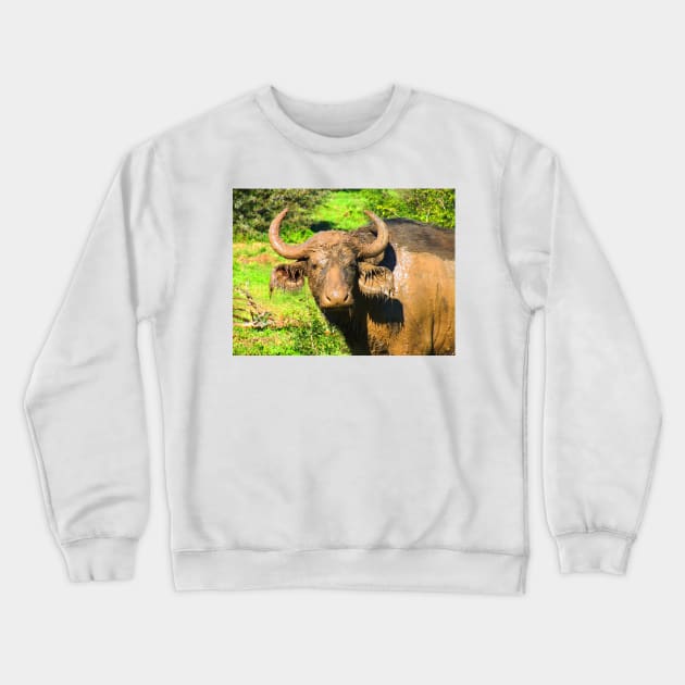 African Wildlife Photography Muddy Buffalo Crewneck Sweatshirt by PathblazerStudios